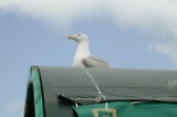 Seagulls